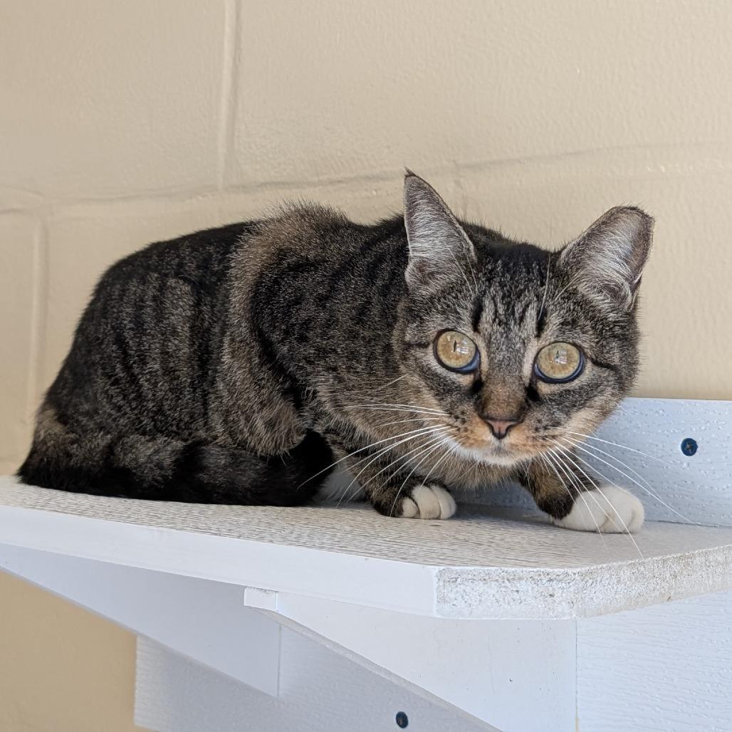 Enlarge McMuffin(working cat), a Adoptable Domestic Short Hair in Birdsboro, PA image 2/3