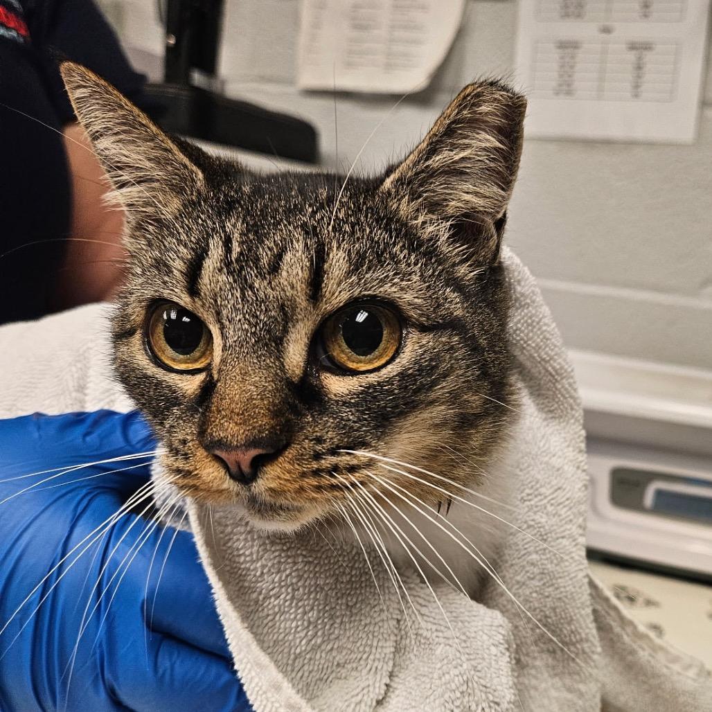 Enlarge McMuffin(working cat), a Adoptable Domestic Short Hair in Birdsboro, PA image 3/3