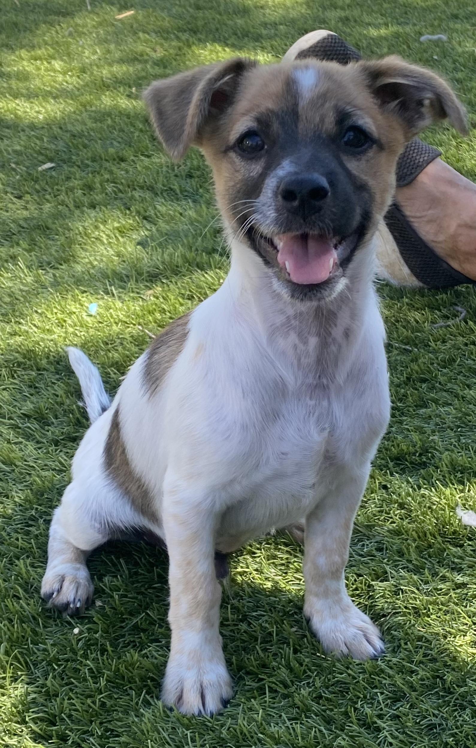 Jupiter, Adoptable, Puppy Male Chihuahua.