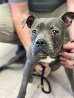 Jellybean, Adoptable, Young Female Mixed Breed.