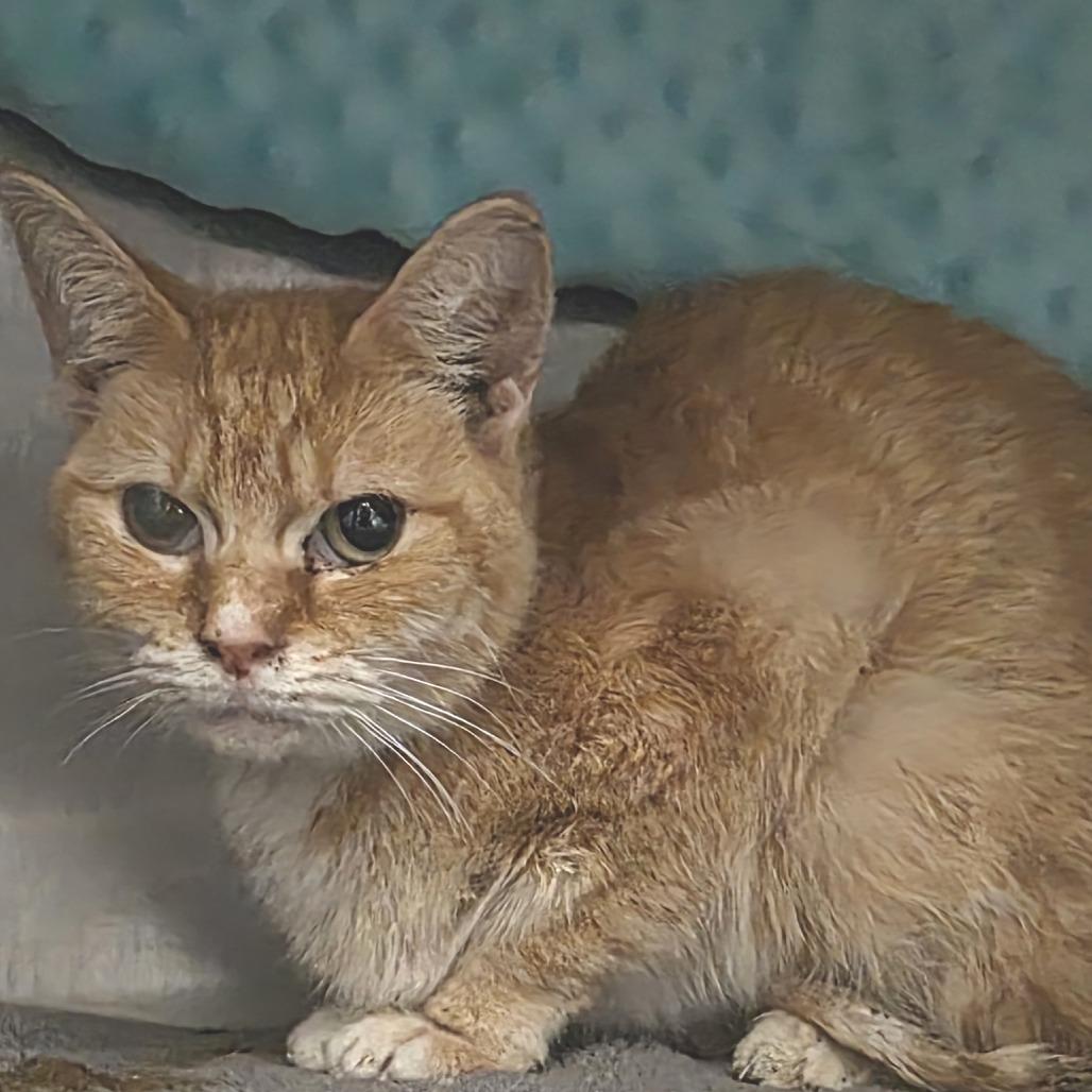 Cucumber, Adoptable, Adult Female Domestic Short Hair.