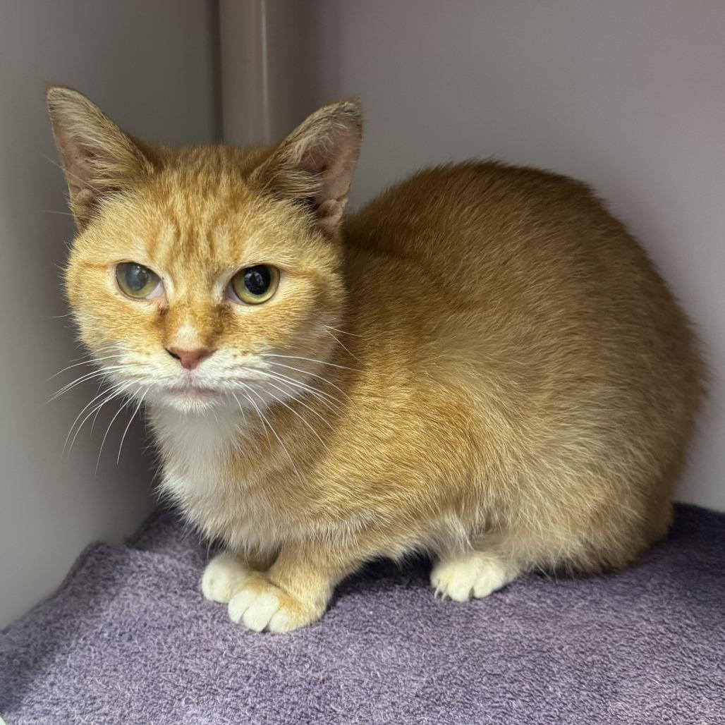 Enlarge Cucumber, a Adoptable Domestic Short Hair in Fort Wayne, IN image 2/3