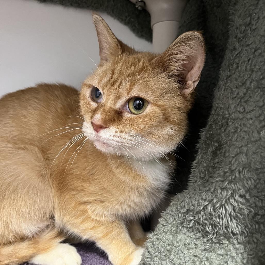 Enlarge Cucumber, a Adoptable Domestic Short Hair in Fort Wayne, IN image 3/3