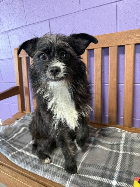 **SU**, Adoptable, Young Female Shih Tzu.