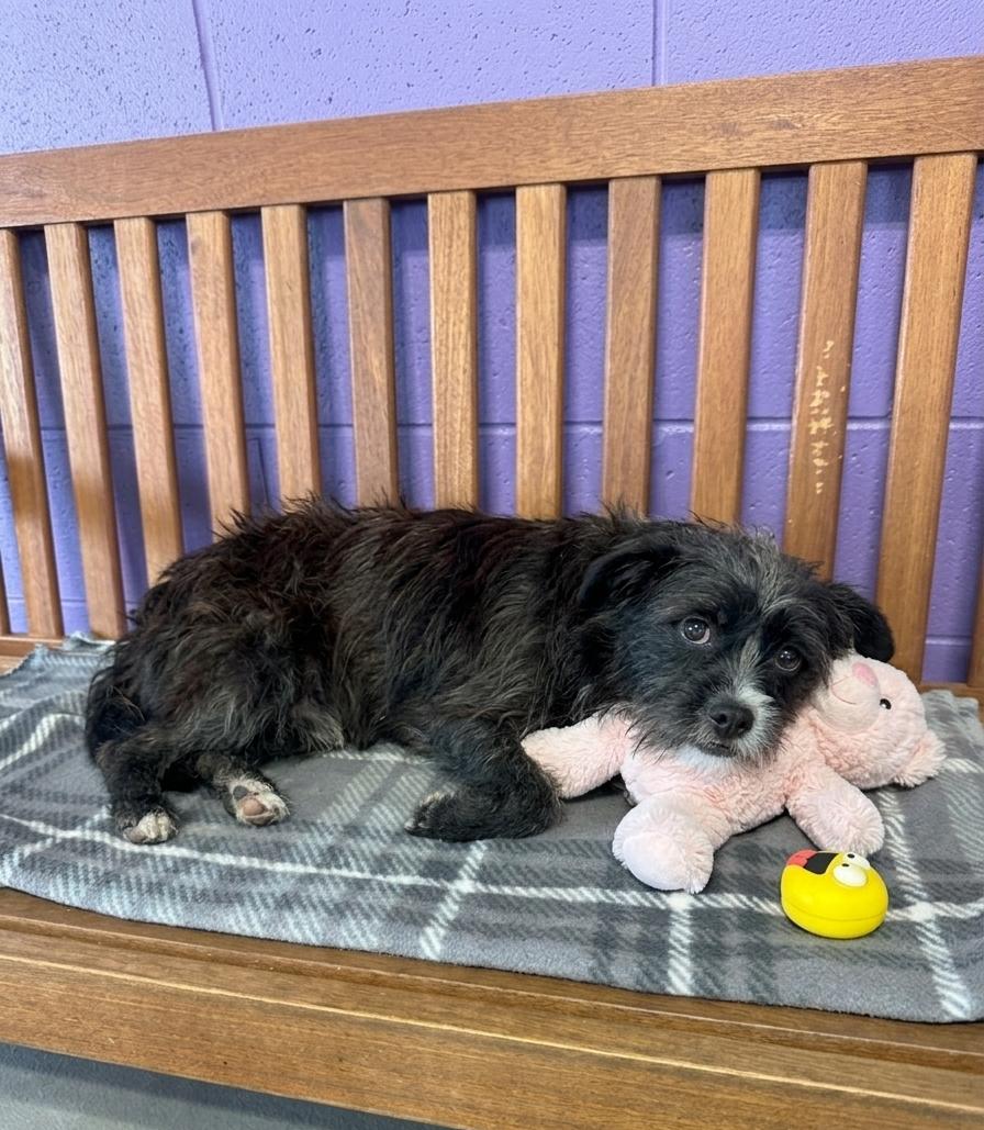 Enlarge **SU**, a Adoptable Shih Tzu in North Prairie, WI image 2/3