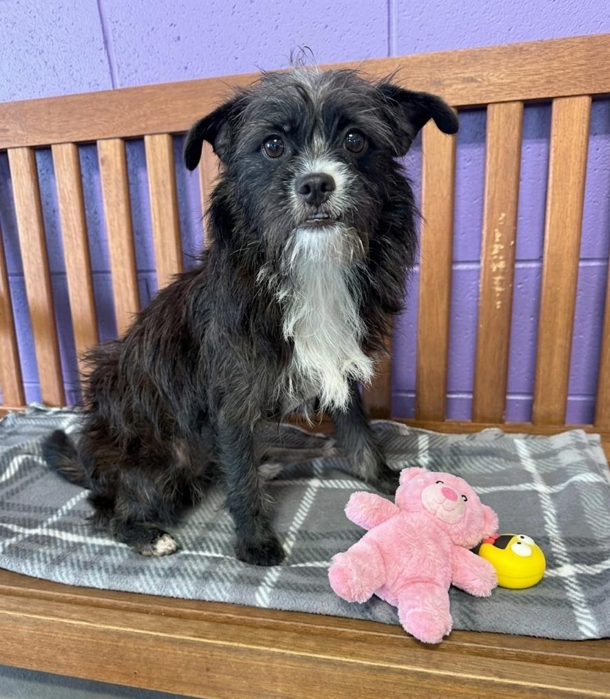Enlarge **SU**, a Adoptable Shih Tzu in North Prairie, WI image 3/3