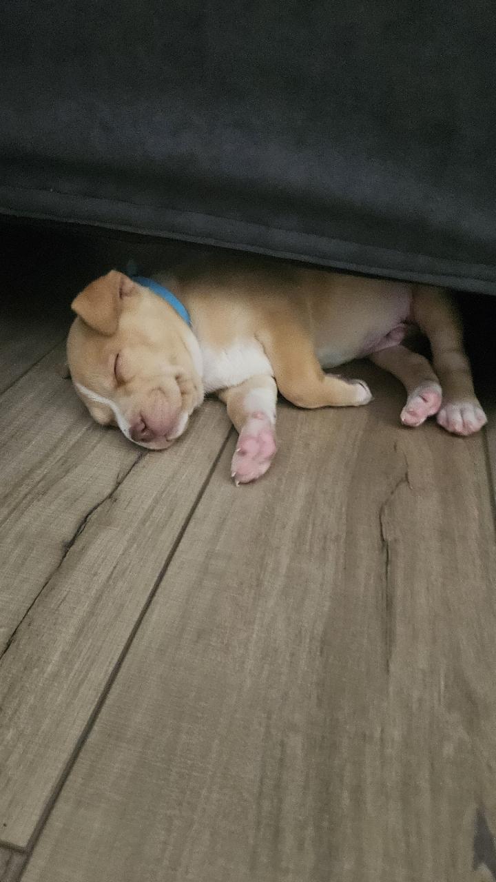 Enlarge Weston, a ADOPTABLE mixed breed in Tallahassee, FL image 2/5