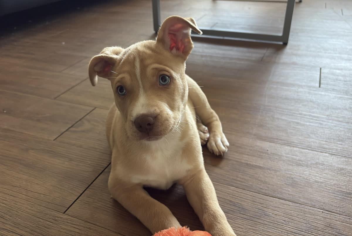 Weston, ADOPTABLE, Puppy Male Husky.