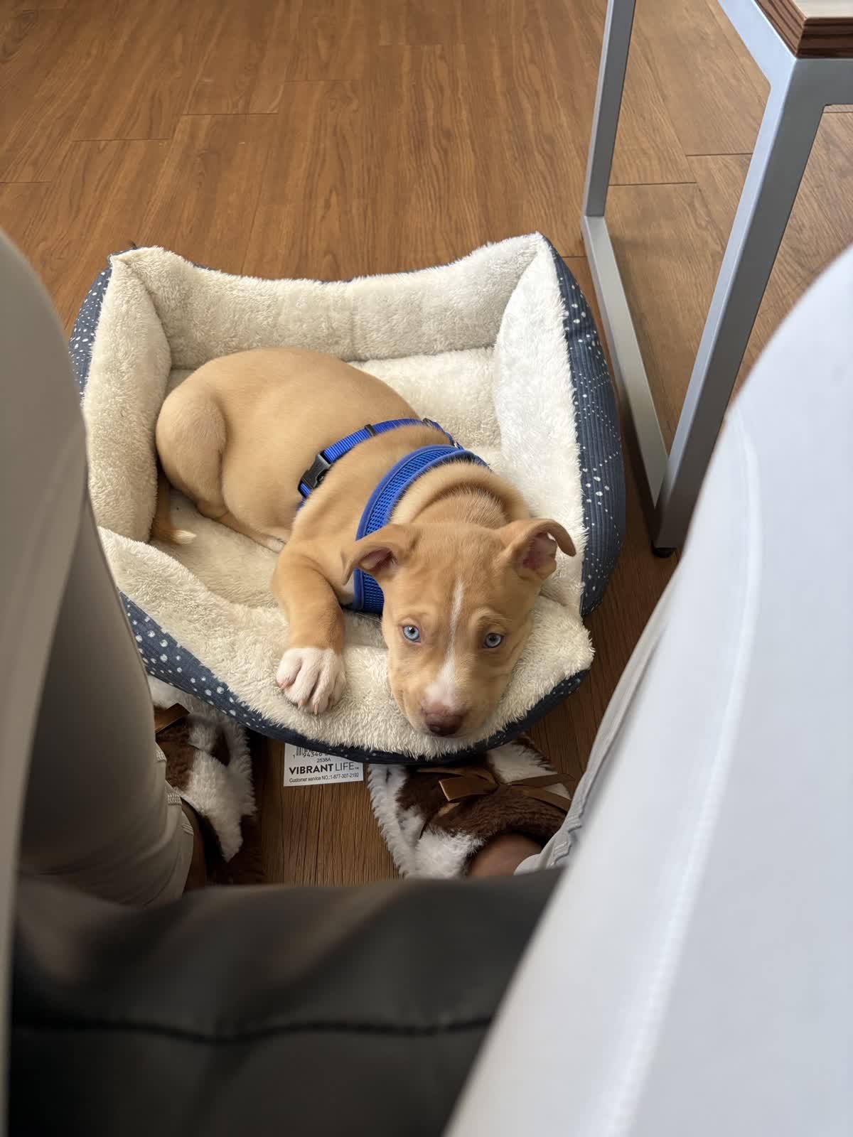 Enlarge Weston, an adopted mixed breed in Tallahassee, FL image 3/4