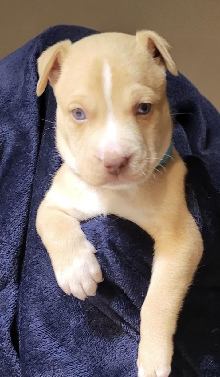 Enlarge Weston, a ADOPTABLE mixed breed in Tallahassee, FL image 3/5