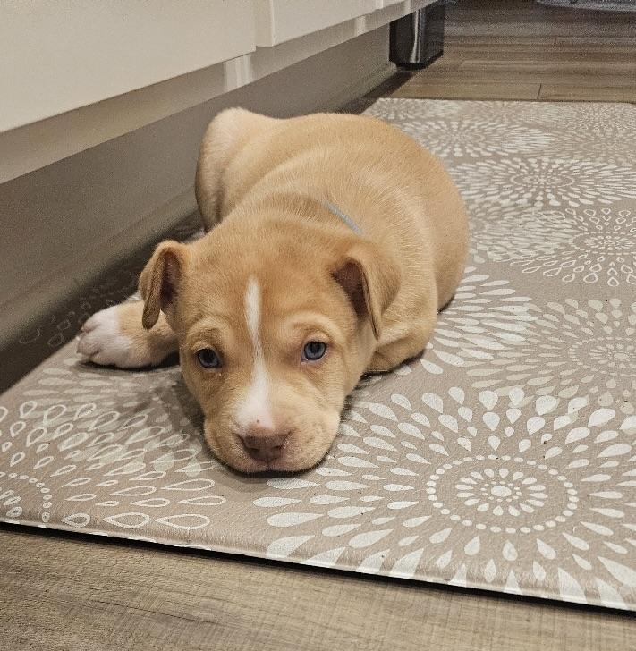 Enlarge Weston, a ADOPTABLE mixed breed in Tallahassee, FL image 1/5