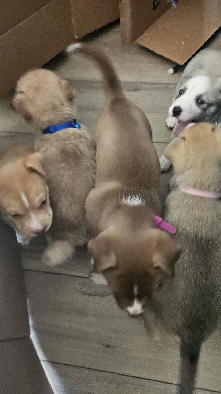 Enlarge Weston, a ADOPTABLE mixed breed in Tallahassee, FL image 5/5