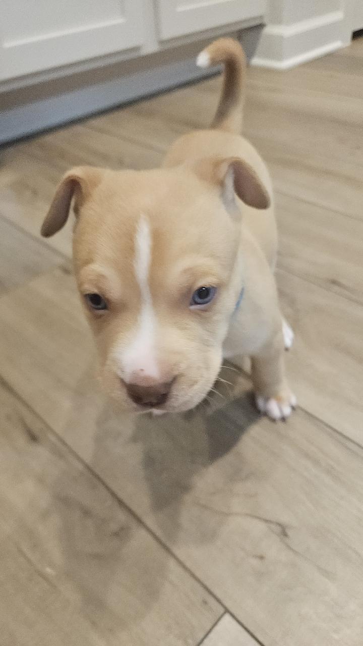 Enlarge Weston, a ADOPTABLE mixed breed in Tallahassee, FL image 4/5