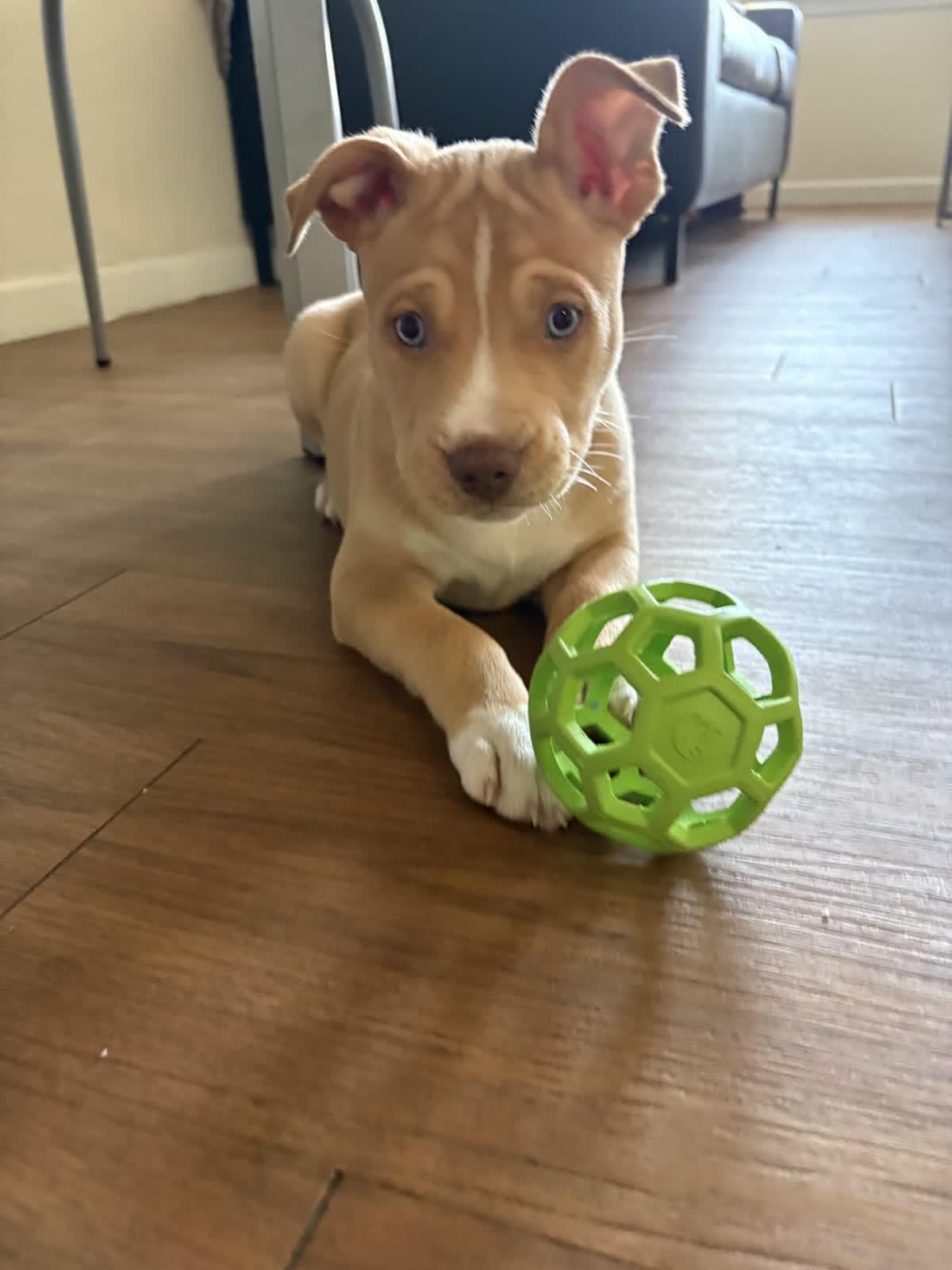Enlarge Weston, an adopted mixed breed in Tallahassee, FL image 4/4