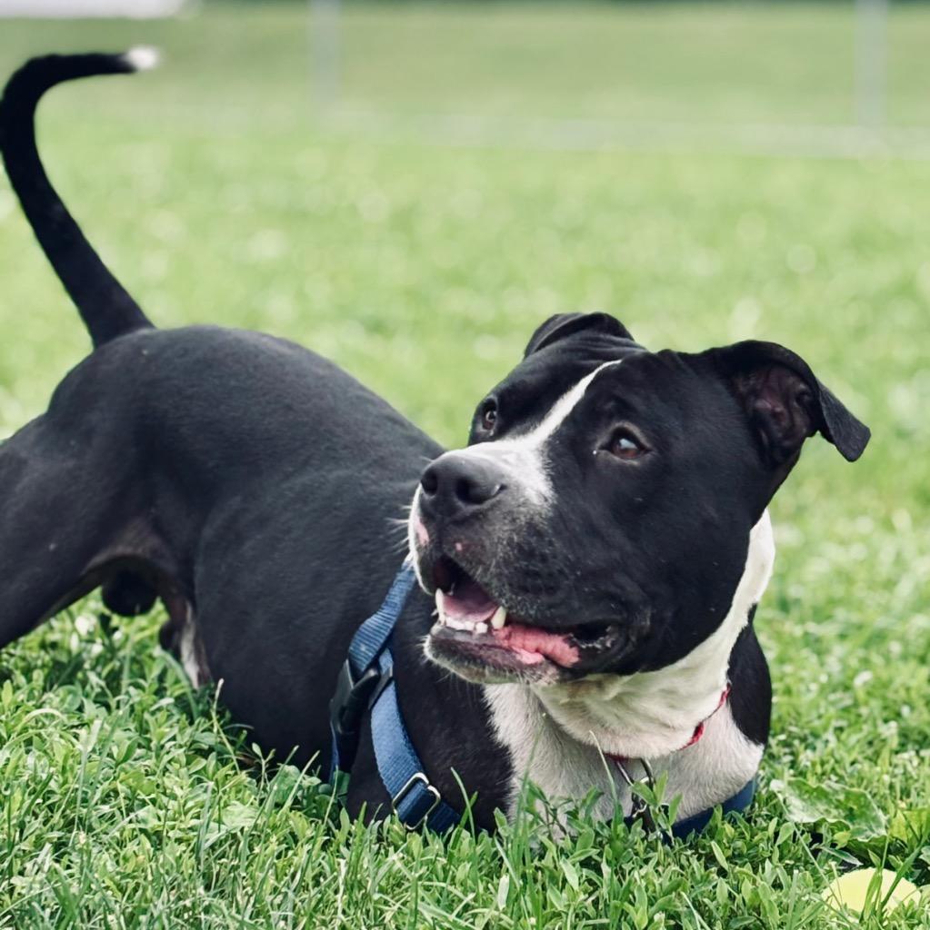Bibble, Adoptable, Adult Male Mixed Breed.