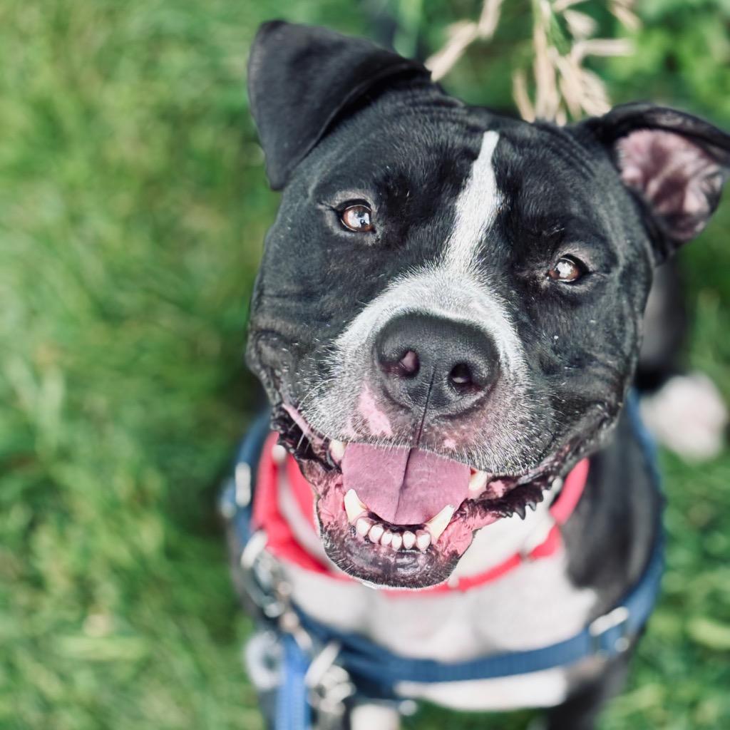 Enlarge Bibble, a Adoptable Mixed Breed in State College, PA image 4/6