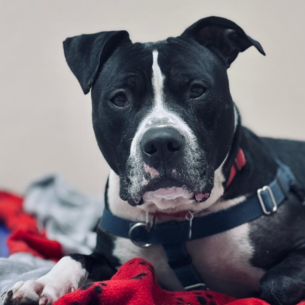 Enlarge Bibble, a Adoptable Mixed Breed in State College, PA image 2/6