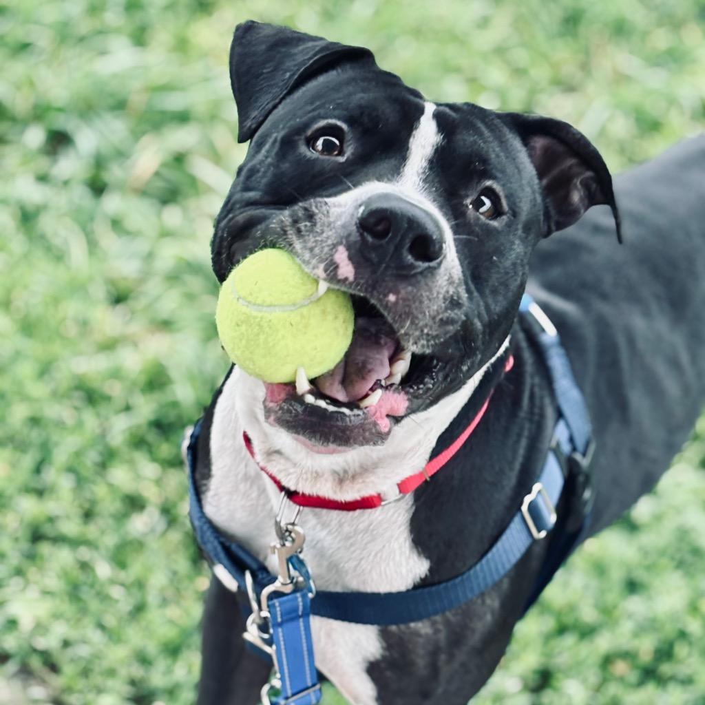 Enlarge Bibble, a Adoptable Mixed Breed in State College, PA image 2/6