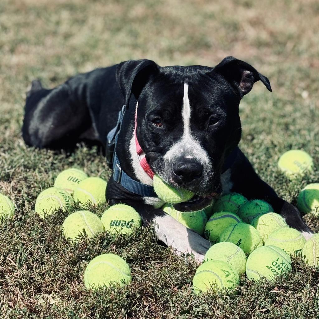 Enlarge Bibble, a Adoptable Mixed Breed in State College, PA image 3/6