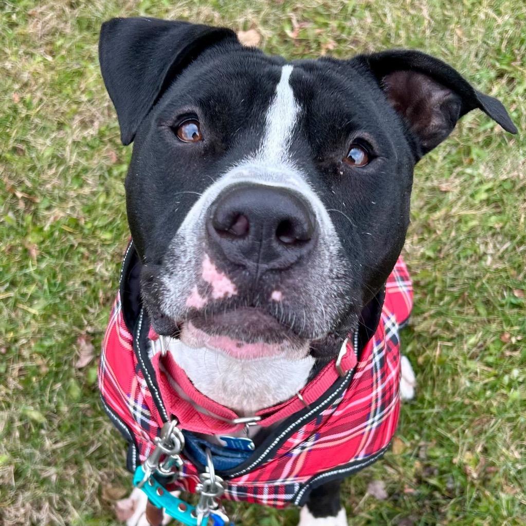 Enlarge Bibble, a Adoptable Mixed Breed in State College, PA image 4/6