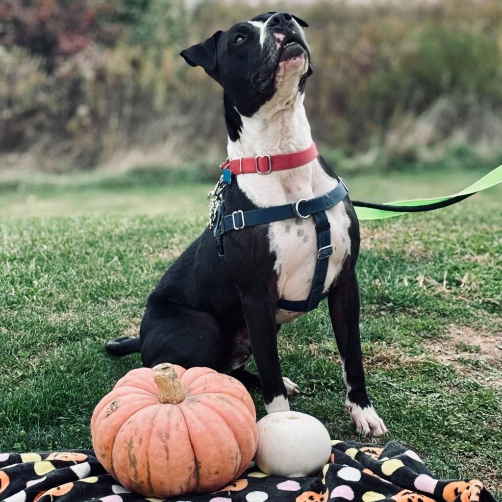 Enlarge Bibble, a Adoptable Mixed Breed in State College, PA image 4/6