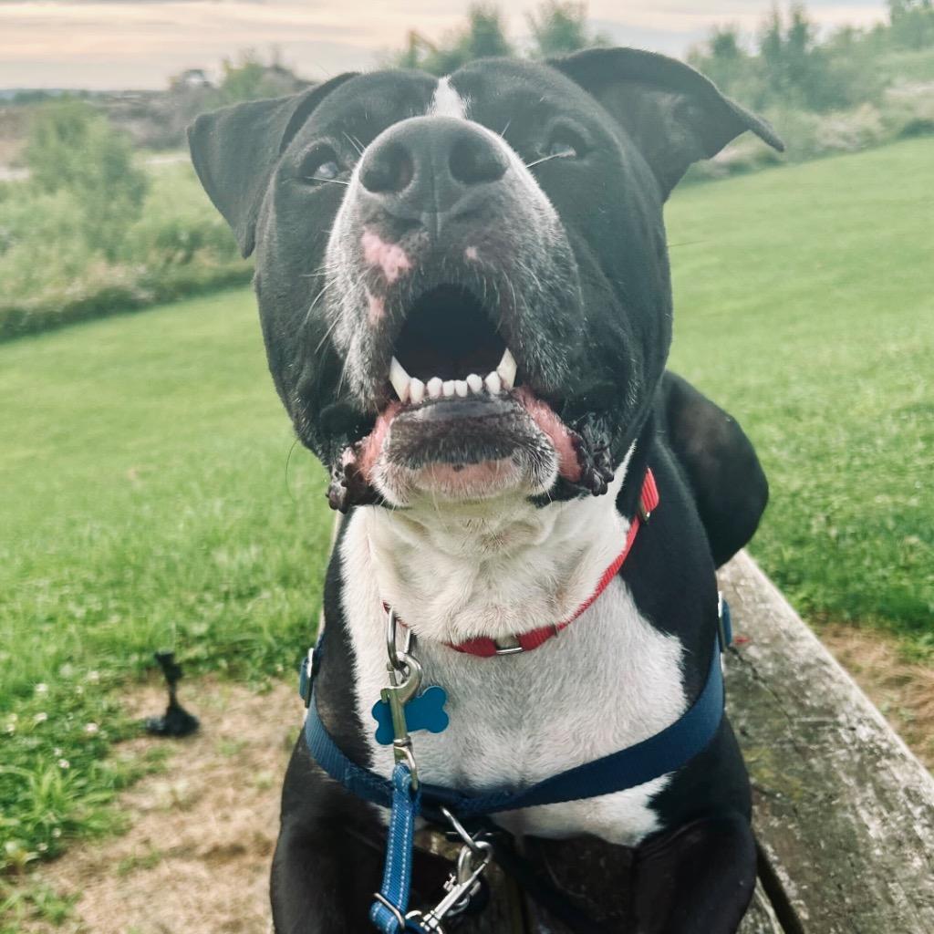 Enlarge Bibble, a Adoptable Mixed Breed in State College, PA image 5/6