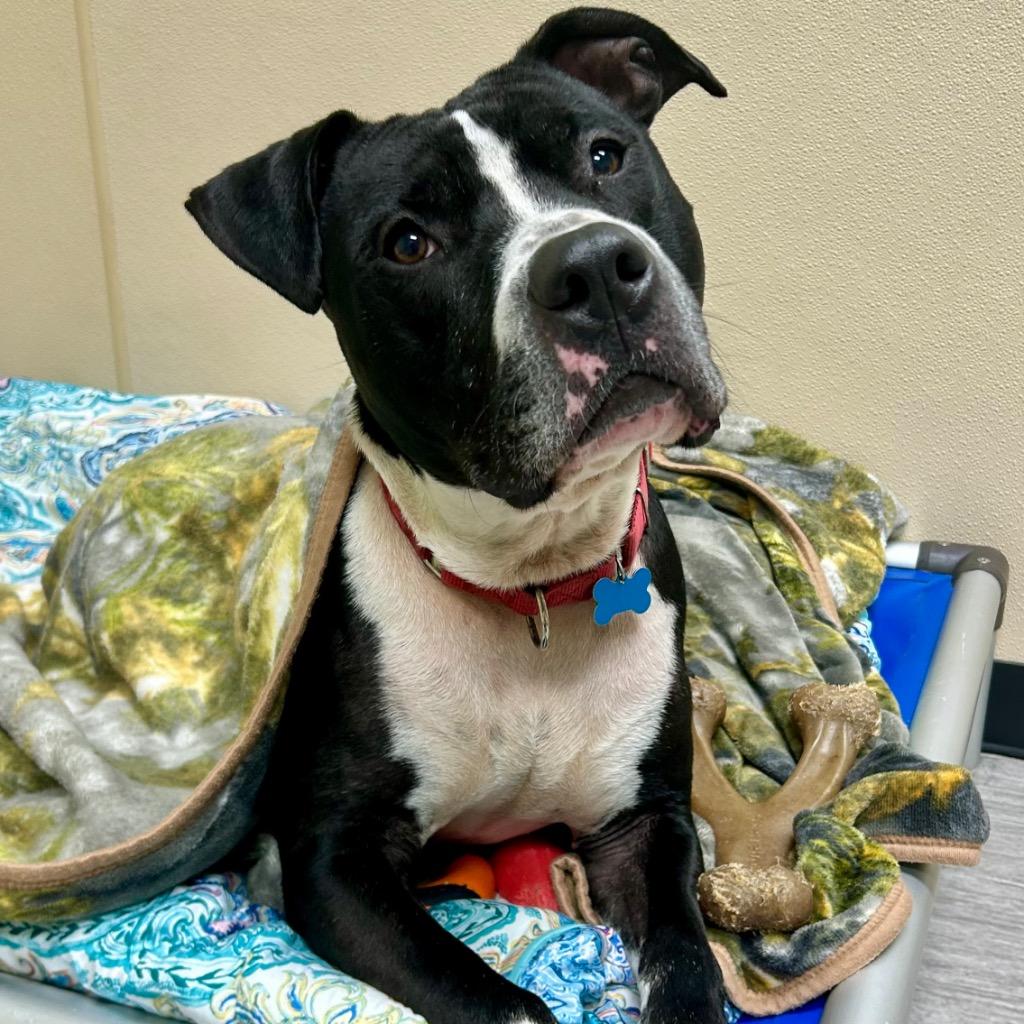 Enlarge Bibble, a Adoptable Mixed Breed in State College, PA image 6/6