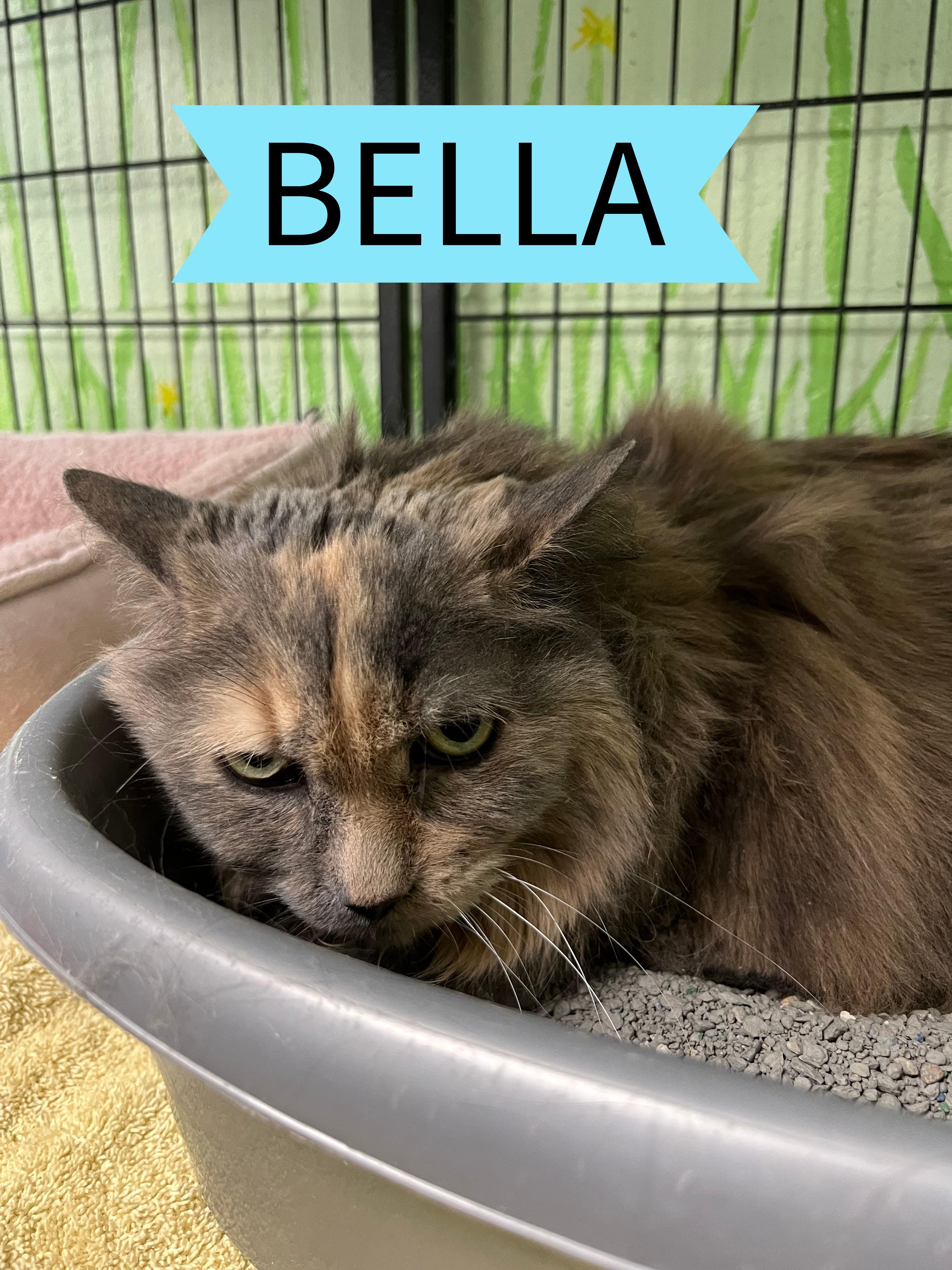 Bella, ADOPTABLE, Senior Female Dilute Calico.