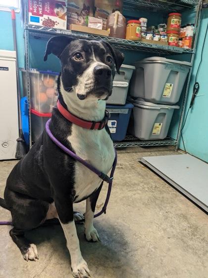 Enlarge Arrow, a ADOPTABLE American Bully in Lewiston, ID image 3/3