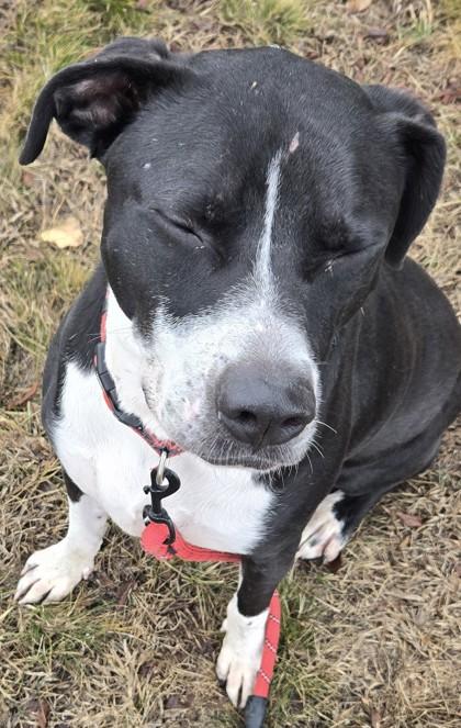 Enlarge Arrow, a ADOPTABLE American Bully in Lewiston, ID image 2/3