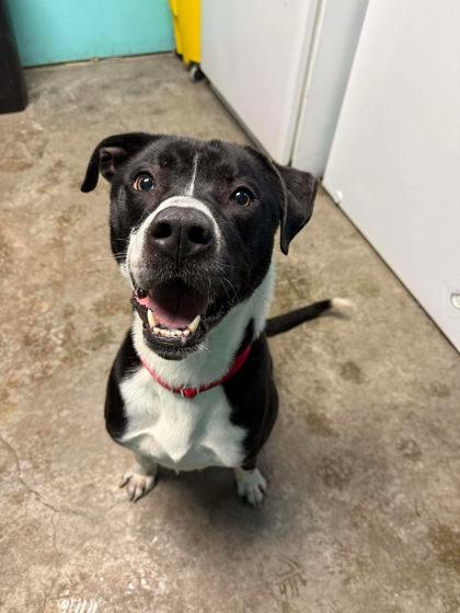 Arrow, ADOPTABLE, Adult Male American Bully.
