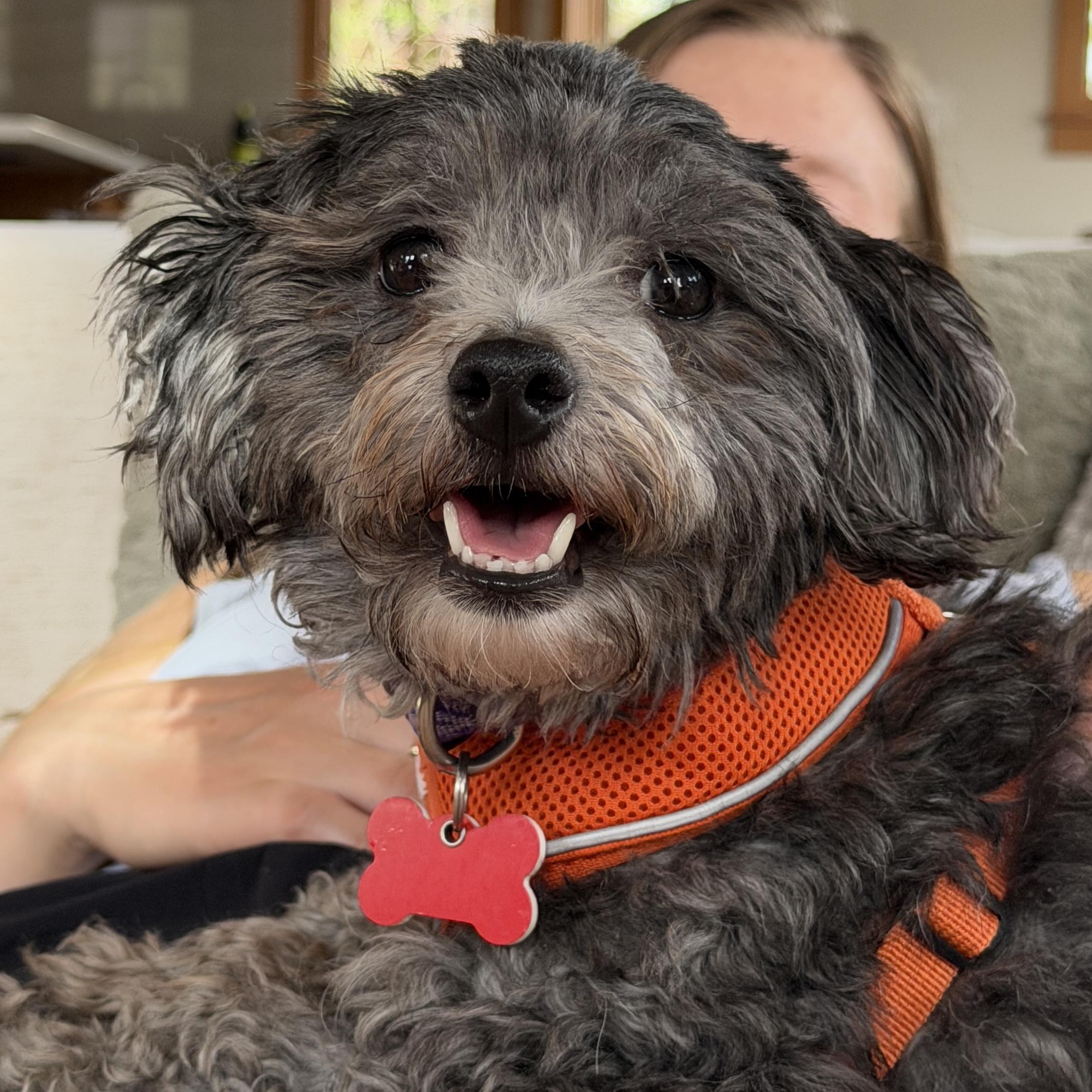 Enlarge Daisy, a ADOPTABLE mixed breed in Boulder, CO image 2/5