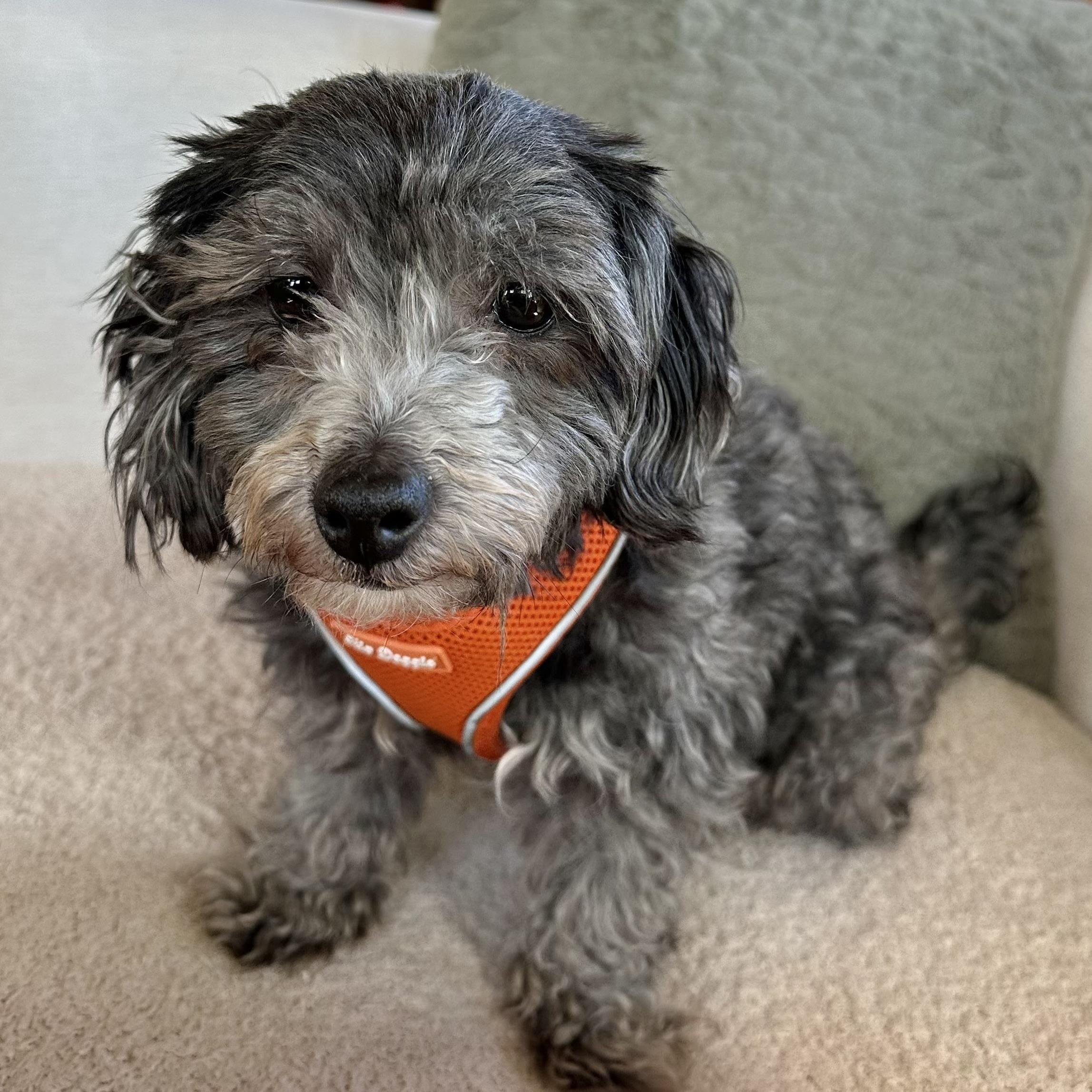 Enlarge Daisy, a ADOPTABLE mixed breed in Boulder, CO image 1/5