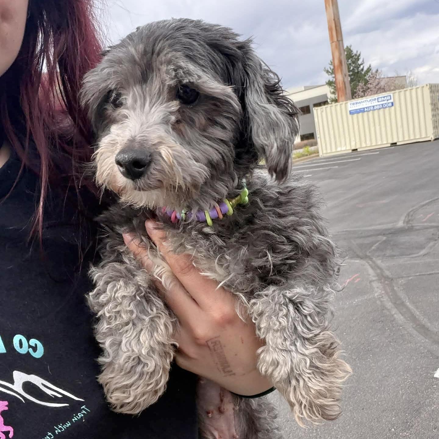 Enlarge Daisy, a ADOPTABLE mixed breed in Boulder, CO image 5/5