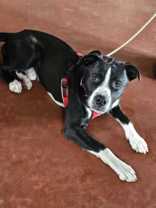 Enlarge Bucky, a Adoptable Pit Bull Terrier in Montrose, PA image 4/4