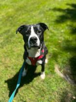 Bucky, Adoptable, Adult Male Pit Bull Terrier.