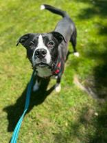 Enlarge Bucky, a Adoptable Pit Bull Terrier in Montrose, PA image 3/4