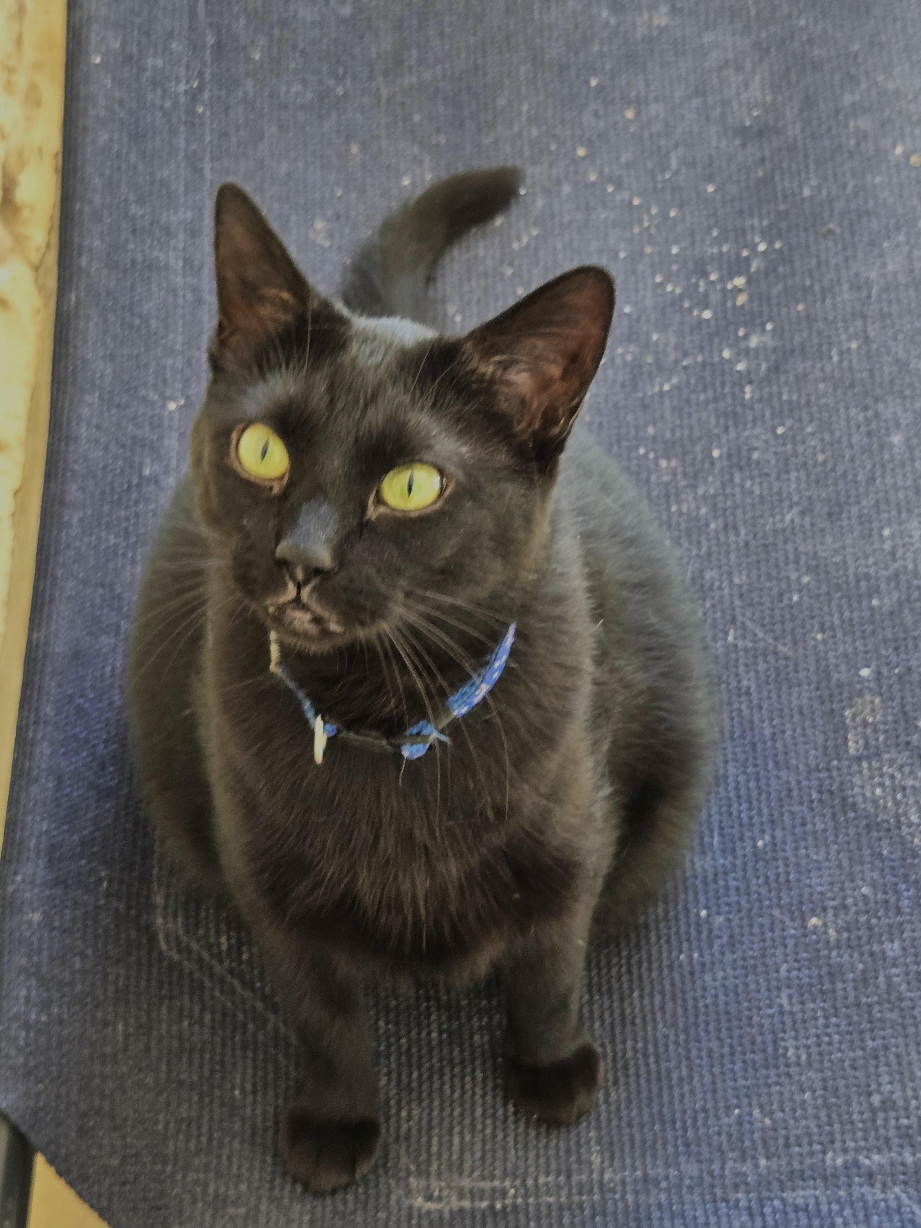 Enlarge Luna, a Adoptable Domestic Short Hair in Eglin AFB, FL image 1/2