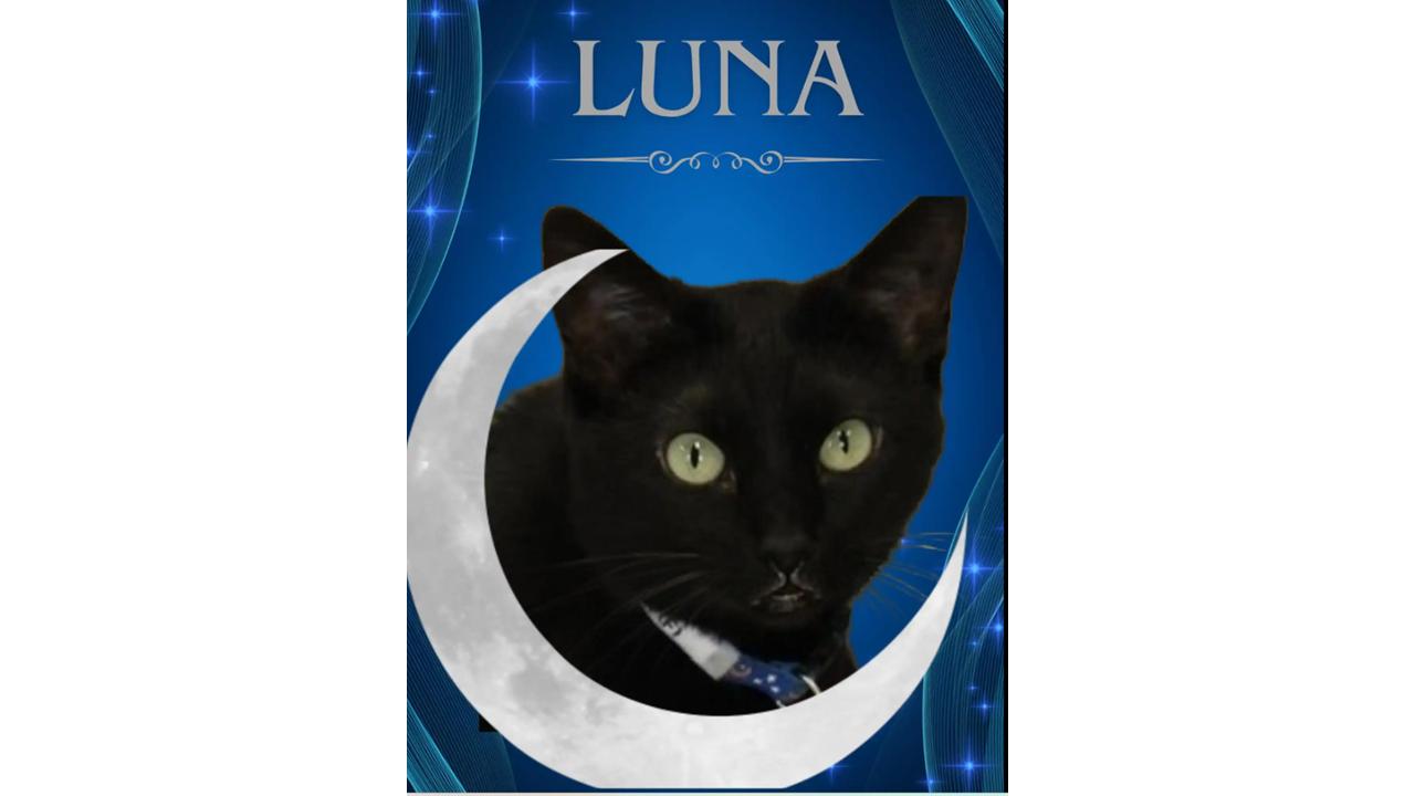 Enlarge Luna, a Adoptable Domestic Short Hair in Eglin AFB, FL image 2/2