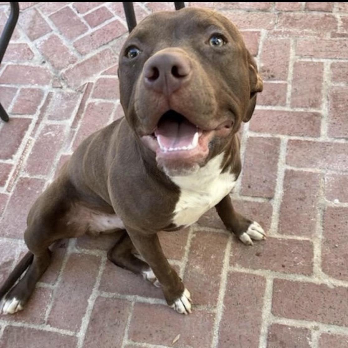 Elliot, a Adoptable mixed breed in San jacinto, CA image 3/5