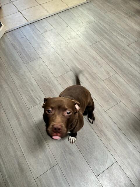 Elliot, Adoptable, Puppy Male Pit Bull Terrier.
