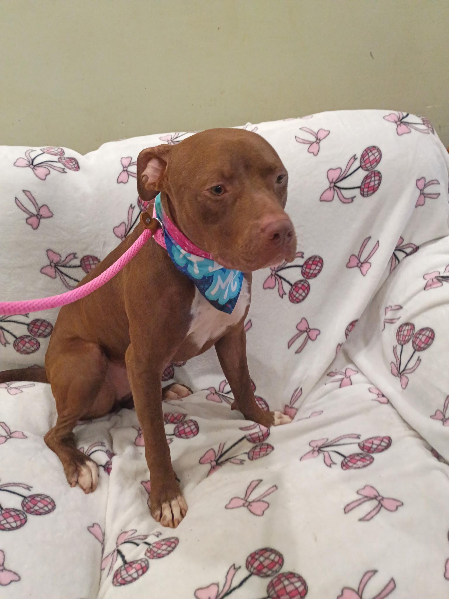 Brownie, an adoptable mixed breed in Los Angeles, CA image 1/5