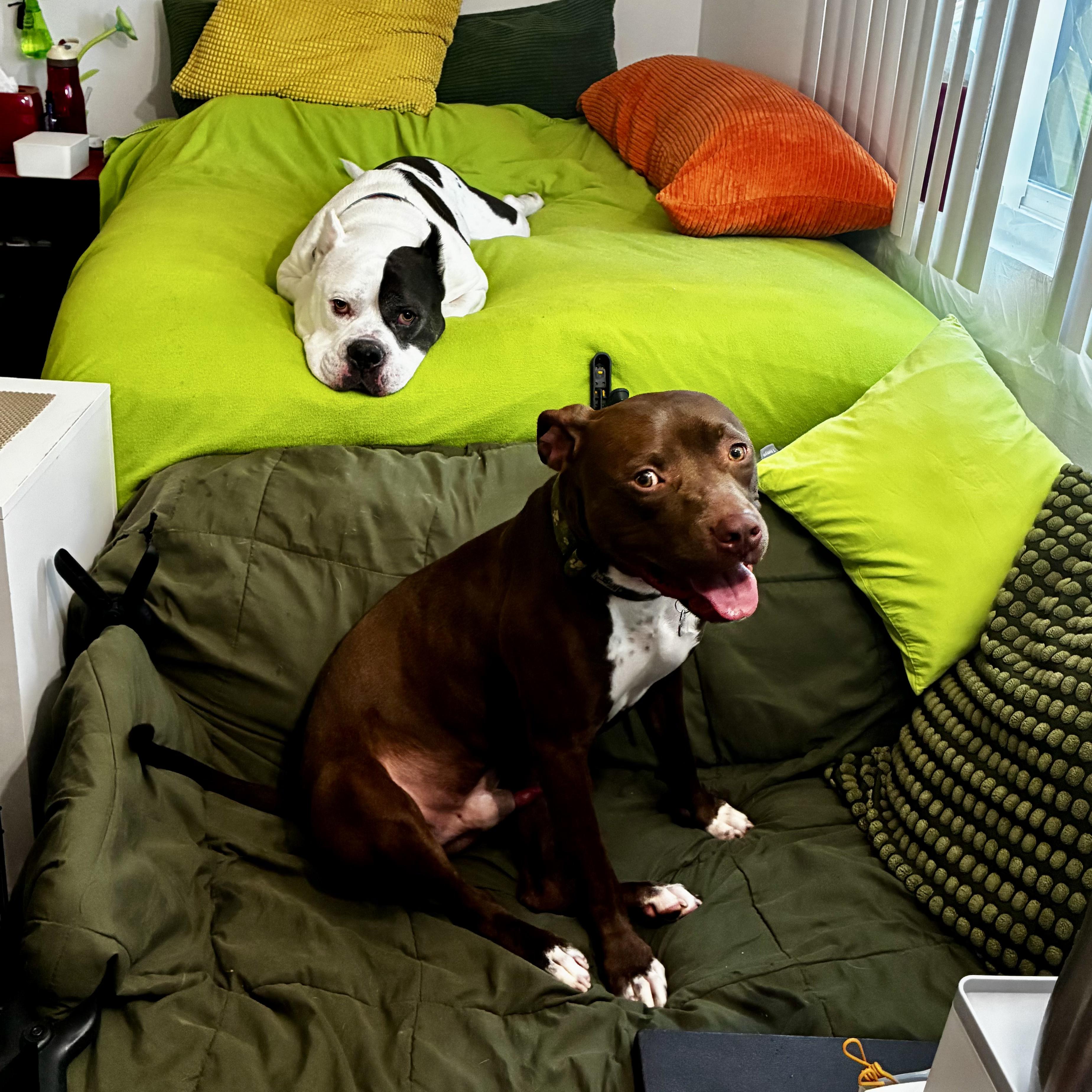 Elliot, adoptable, Young Male Pit Bull Terrier.