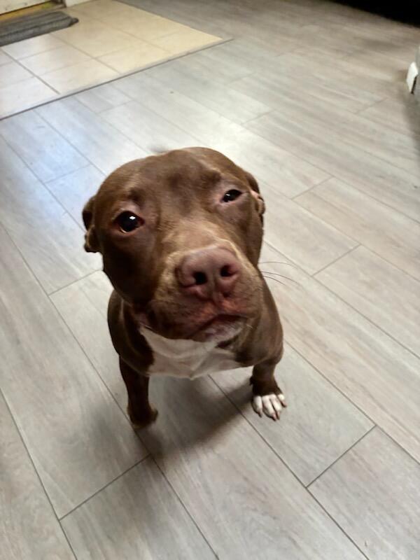 Elliot, a Adoptable mixed breed in San jacinto, CA image 3/5