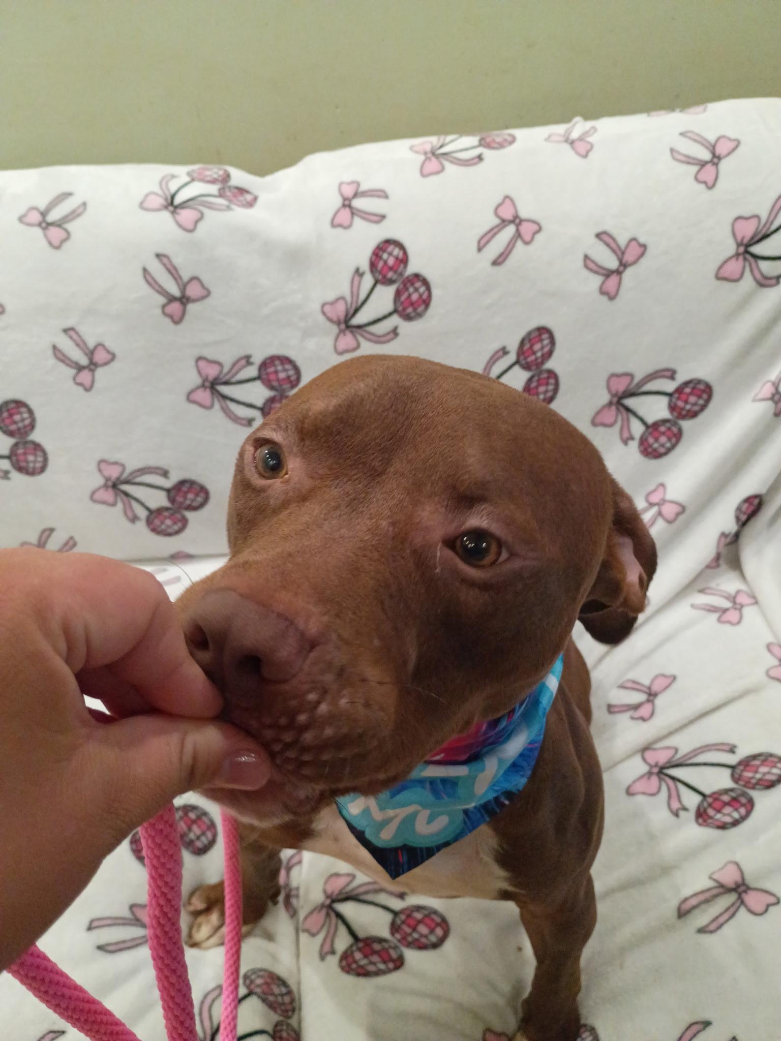 Brownie, an adoptable mixed breed in Los Angeles, CA image 2/5