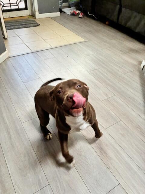 Elliot, a Adoptable mixed breed in San jacinto, CA image 4/5