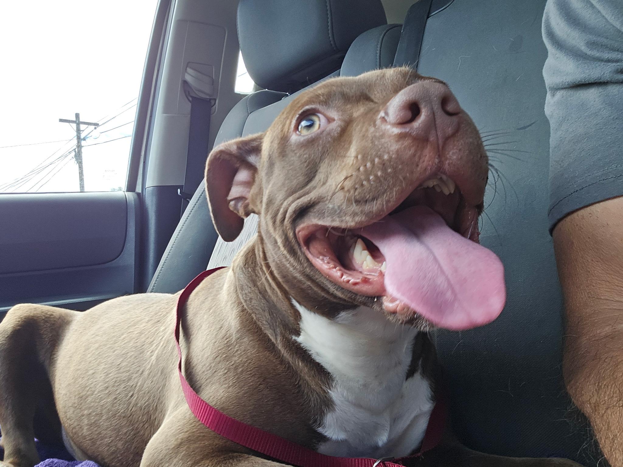 Elliot, a Adoptable mixed breed in San jacinto, CA image 5/5