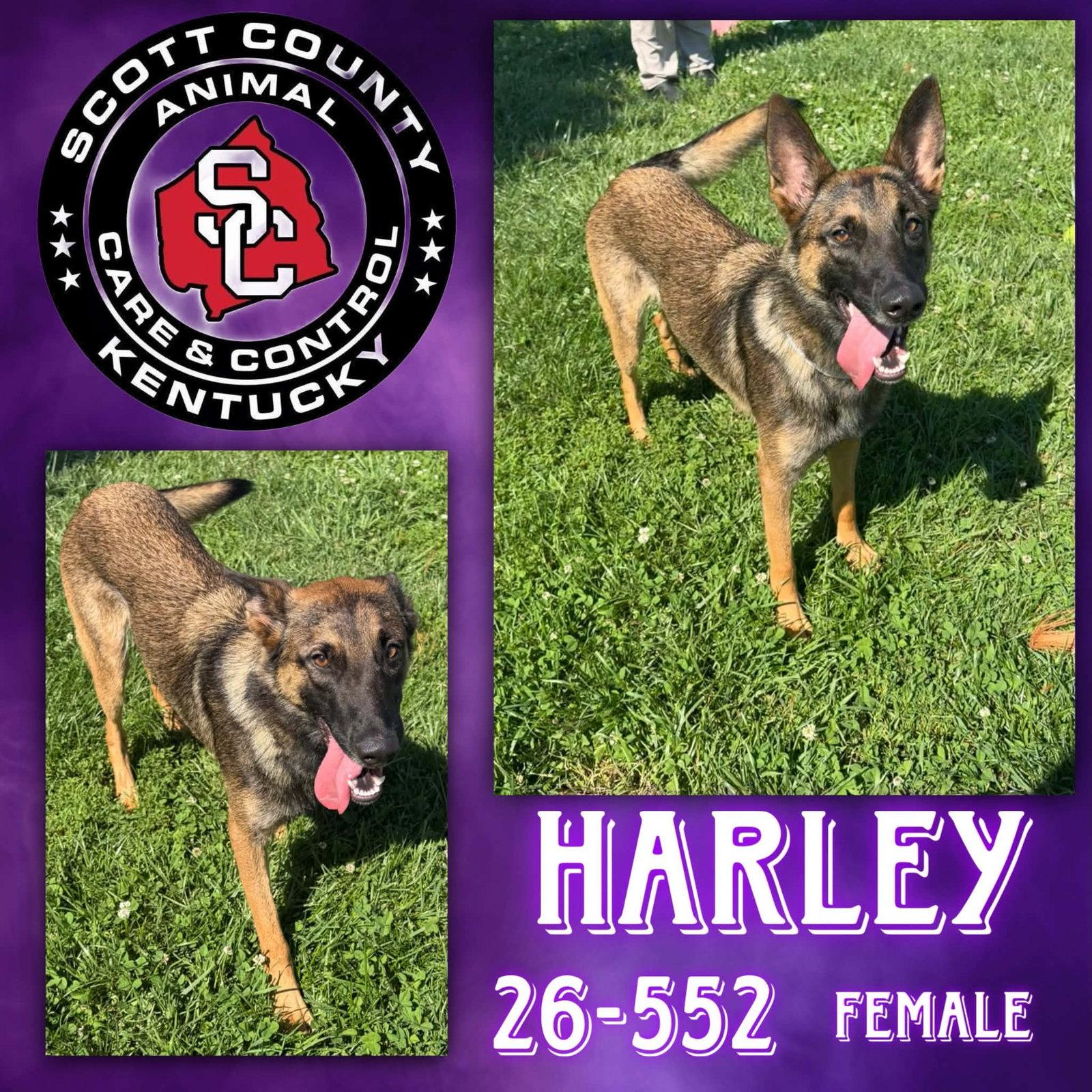 Enlarge Harley, a Adopted mixed breed in Georgetown, KY image 1/1