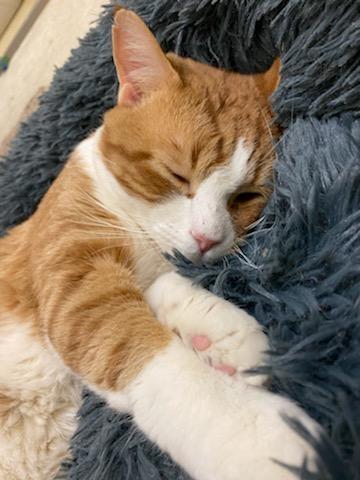 Enlarge Colby, a Adopted Domestic Short Hair in Greene, NY image 1/1