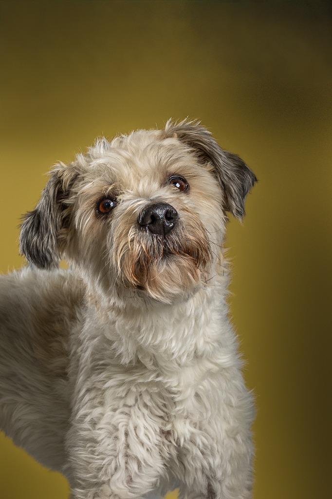 Enlarge Momo Monique, a Adoptable mixed breed in Tyler, TX image 1/4